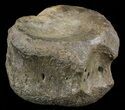 Edmontosaurus (Hadrosaur) Vertebrae - Montana #57984-2